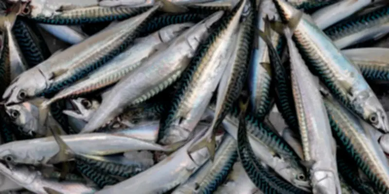 L'UE augmente les quotas de pêche au maquereau malgré les alertes scientifiques sur l'espèce