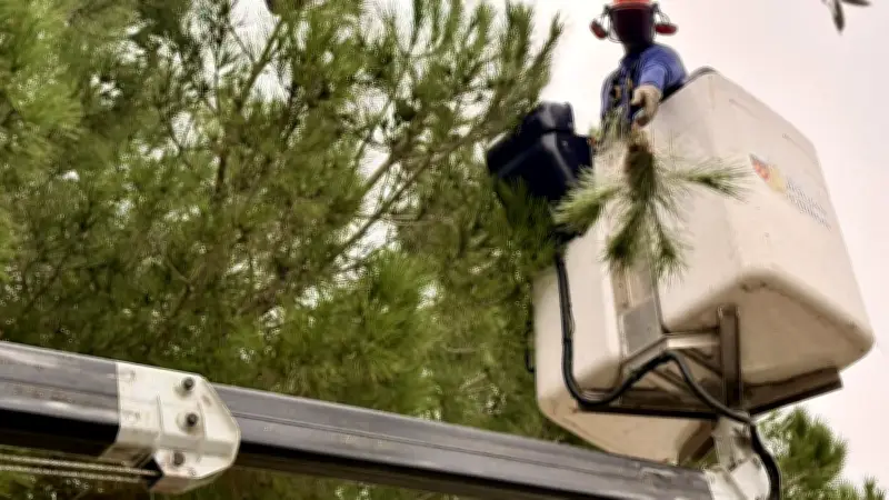 Lutte contre les chenilles processionnaires : la commune de Boujan-sur-Libron en action