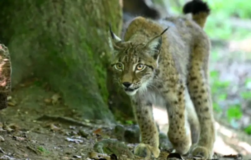 Lynx : de nouveaux individus seront relâchés en France dès 2027, annonce Ferus