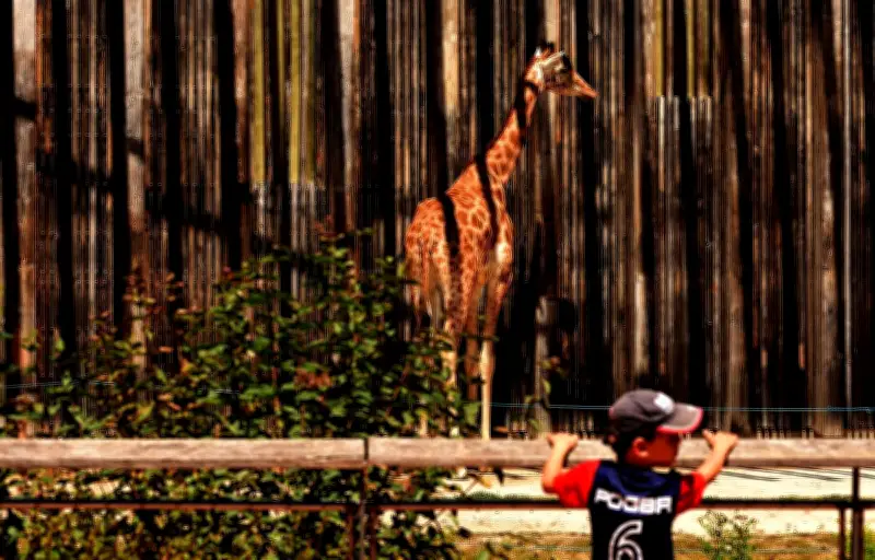 Lyon : des hologrammes pour remplacer les animaux sauvages au zoo, un engagement de campagne