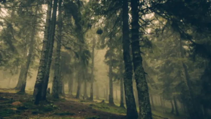 Macabre découverte dans un parc de Cleveland : deux fillettes demi-sœurs retrouvées dans des valises