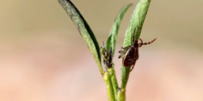 Maladie de Lyme : une étude cartographie pour la première fois les bactéries responsables