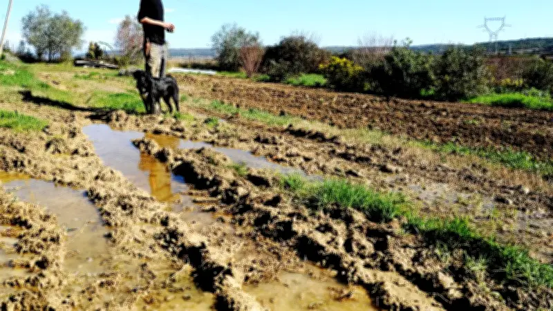 Maraîcher à Vendémian : "J'ai l'impression d'être maître-nageur" face aux sols détrempés