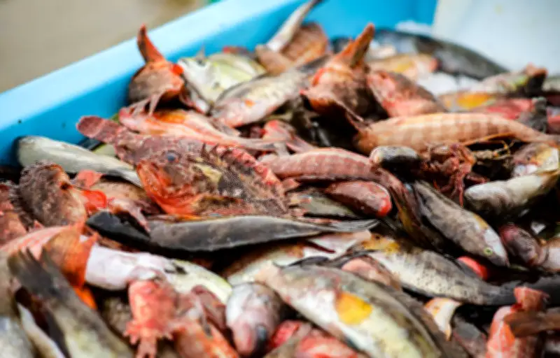 Marseille organise le premier championnat du monde de bouillabaisse