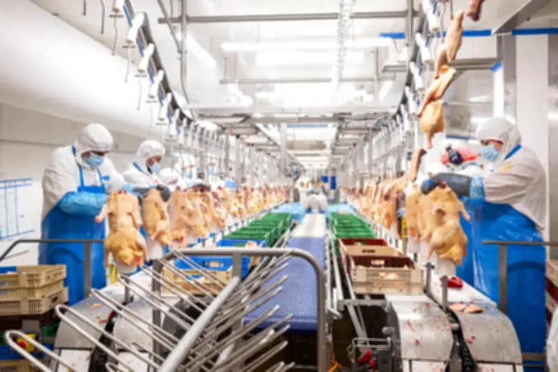 Maïsadour modernise son abattoir de Gibret pour doubler la production de canards en Chalosse