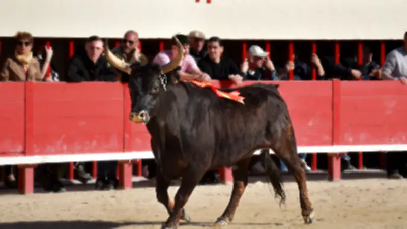 Mauguio Carnon célèbre la tauromachie du 27 au 29 mars : un week-end de traditions camarguaises