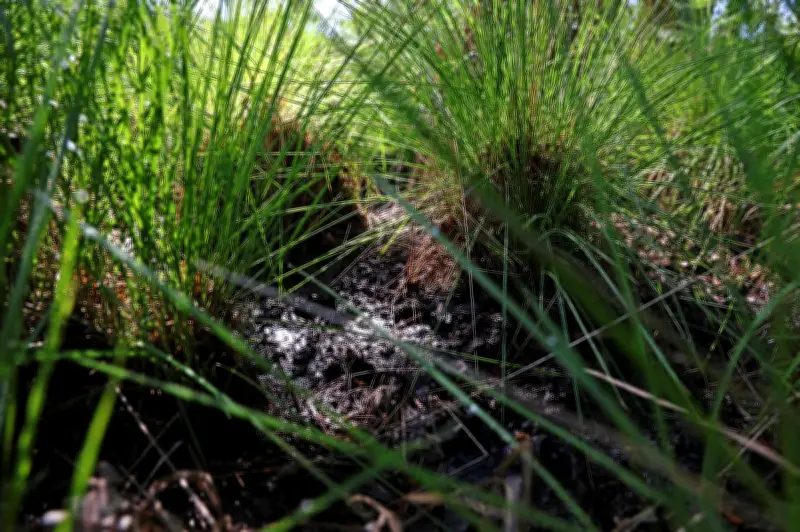 Mont-de-Marsan Agglo lance un inventaire crucial des zones humides pour préserver la biodiversité