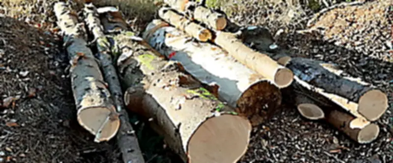 Montpellier : le sapin de Noël de la Comédie recyclé en jardin pédagogique