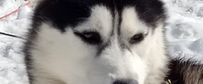 Mort suspecte de deux huskies dans le Gard : appel à témoins après la dissimulation des corps