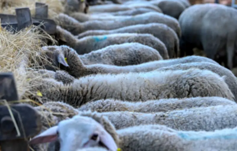 Moselle : enquête sur un élevage après la découverte de moutons morts entassés