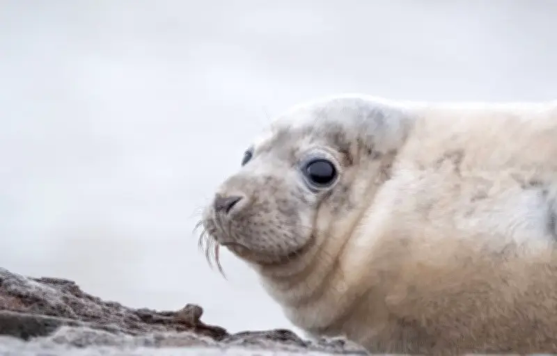 Municipales 2026 : Au QG de LFI, on préfère les phoques à Bardella