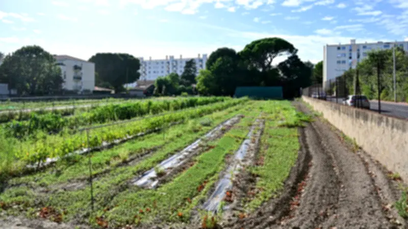 Municipales 2026 à Montpellier : la Cité Bergère cristallise les tensions, sept candidats s'engagent