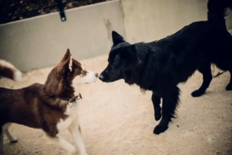 Municipales à Paris : les candidats rivalisent pour séduire les propriétaires de chiens