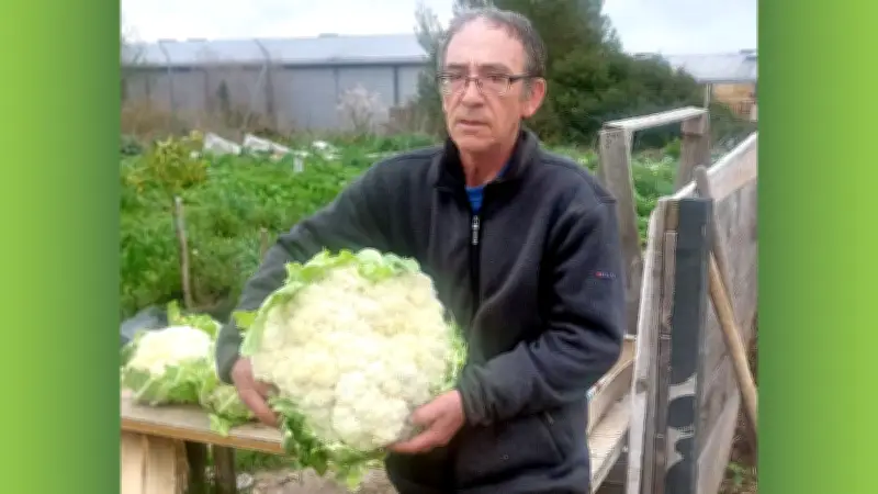Mèze cultive l'exceptionnel : un chou-fleur géant de 8,6 kg récolté dans le potager municipal