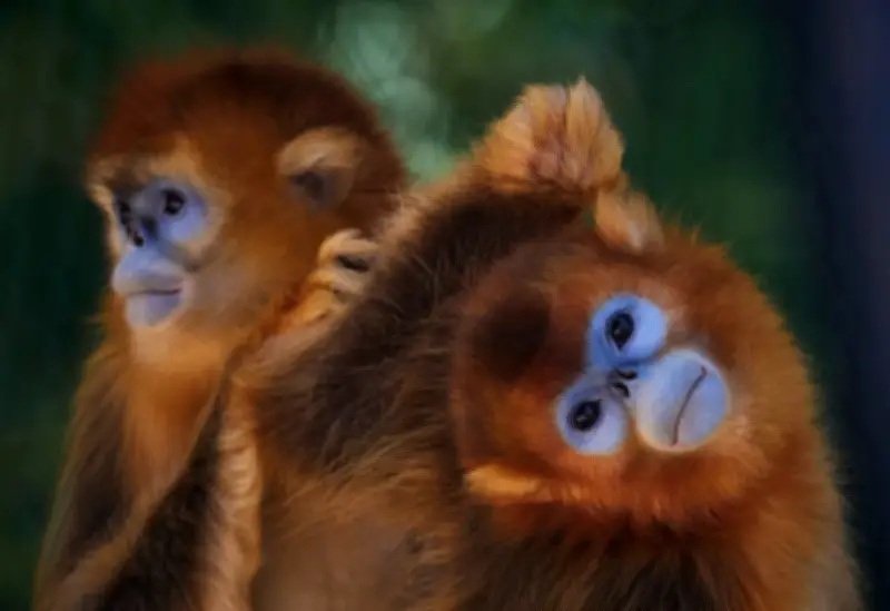 Naissance exceptionnelle d'un bébé singe doré au Zooparc de Beauval, une première hors d'Asie