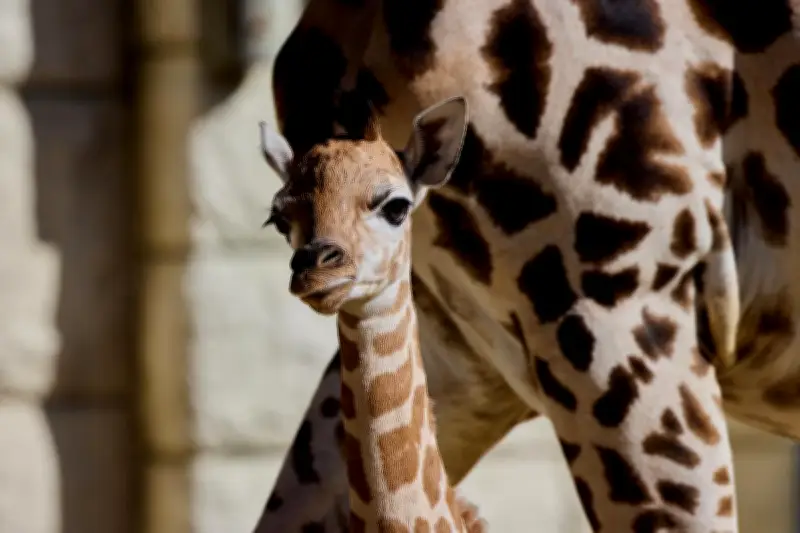 Naissance exceptionnelle d'une girafe au zoo de la Palmyre : Justine, une femelle en pleine santé