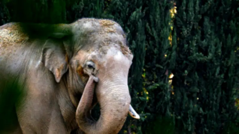 Namibie : une femme tuée par un éléphant après l'avoir cru mort