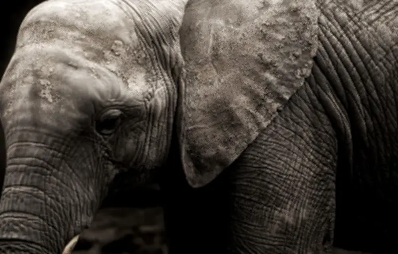 Namibie : une femme tuée par un éléphant qu'elle croyait mort après des tirs de villageois