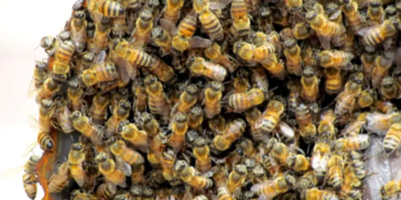 Neuf adultes piqués par un essaim d'abeilles : des réactions cliniques très variables