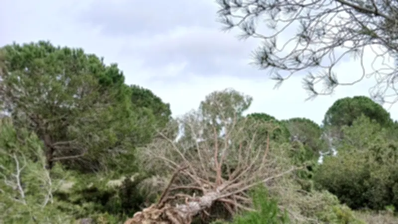 Nissan-lez-Enserune mobilise pour nettoyer son bois après les tempêtes