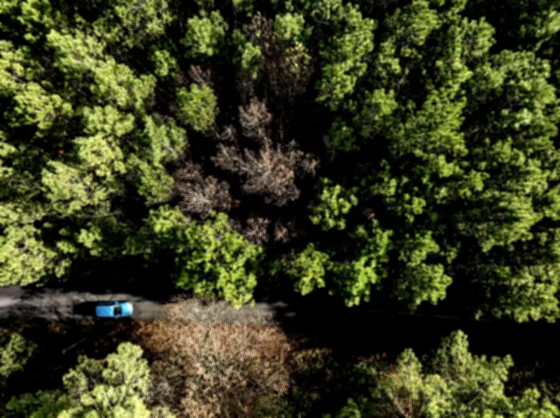 Nématode du pin à Angresse : pas de nouvelle zone d'infestation malgré un cas détecté