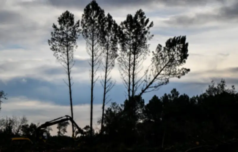 Nématode du pin : un nouvel arbre contaminé détecté à Angresse dans les Landes