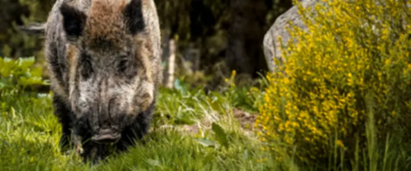 Nîmes : un sanglier attaque une enfant sur sa balançoire et éventre le chien de la famille
