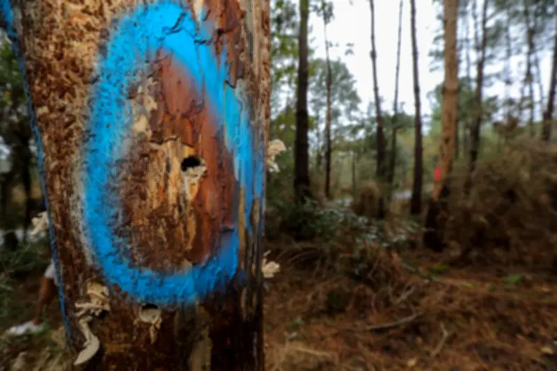 Nouveau foyer de nématode détecté dans les Landes : l'inquiétude grandit pour la forêt