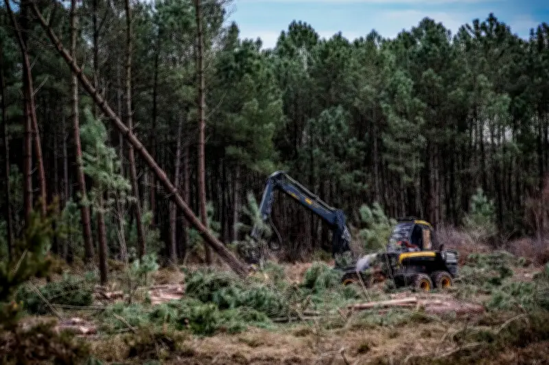 Nouvelle infestation de nématodes dans les Landes : un pin contaminé détecté à Angresse
