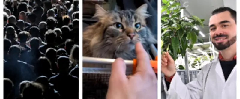 Occitanie : Festival métal 2027, aventure féline et thé montpelliérain font l'actualité