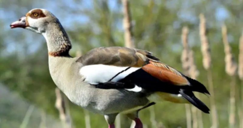 Ouettes d'Égypte au Temple-sur-Lot : une menace invasive déclenche une éradication urgente
