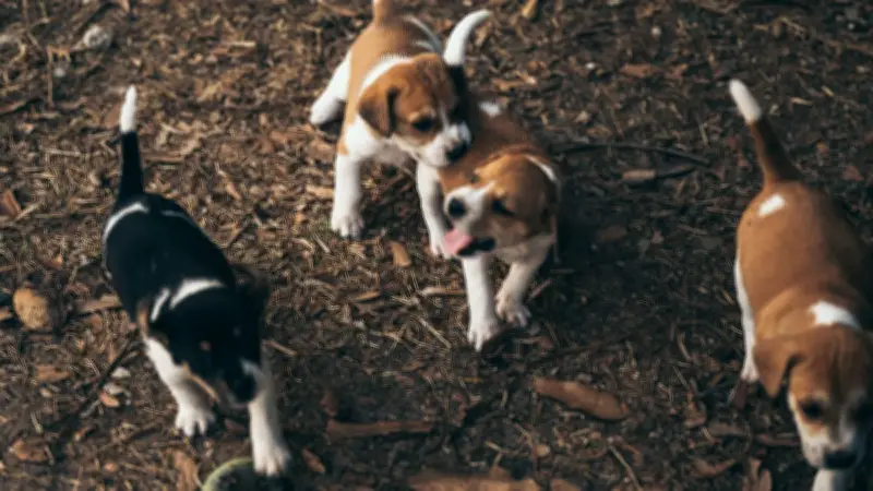 Parvovirose canine : alerte sanitaire à Avignon après plusieurs cas de cette maladie mortelle