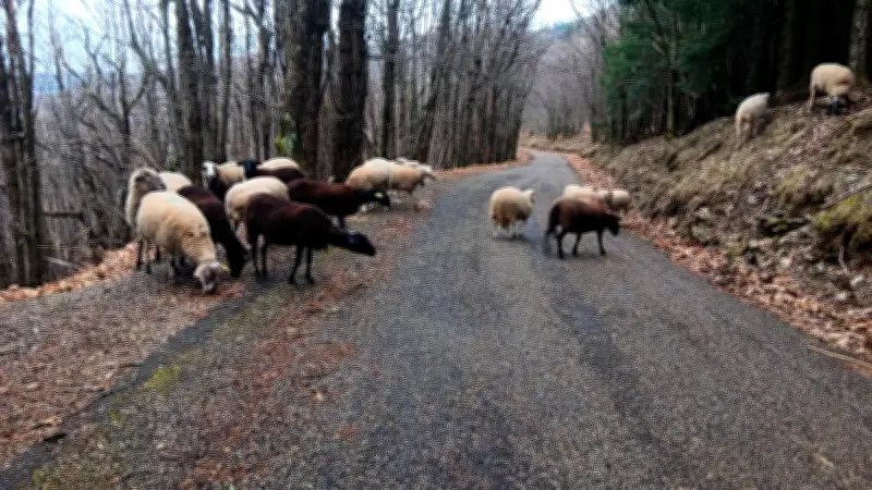 Pastoralisme cévenol : les brebis, gardiennes essentielles des paysages et de l'économie locale