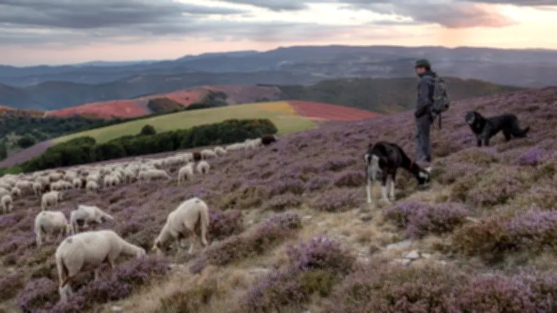 Pastoralisme en Occitanie : le berger Guillaume Constant plaide pour un décalage des transhumances