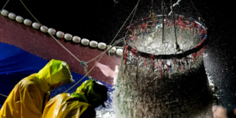 Pêche française en déclin : captures historiquement basses et stocks menacés