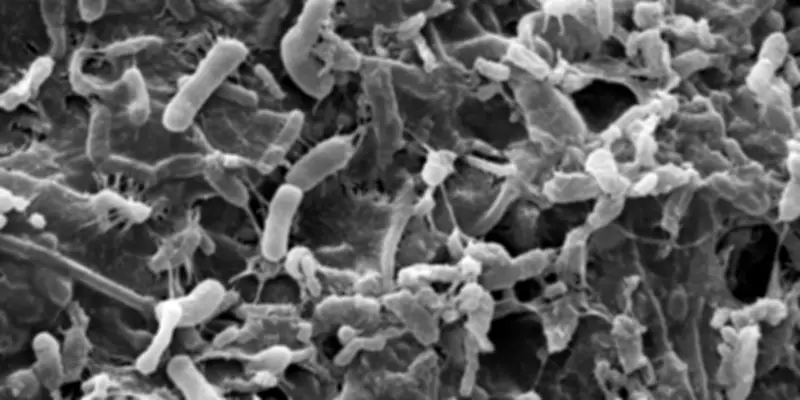 Pesticides : l'impact méconnu sur la vie microbienne essentielle des sols