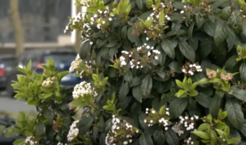 Pollens en Gironde : une saison allergique intense s'annonce avec le retour du soleil