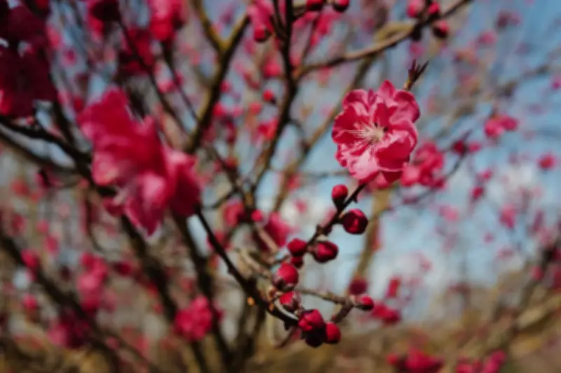 Pourquoi le printemps ne commence plus le 21 mars ? L'explication astronomique