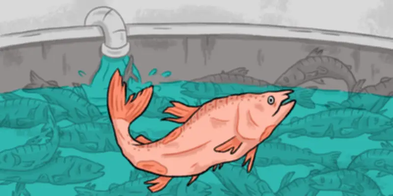 Projet Pure Salmon en Gironde : une ferme-usine à saumons qui cristallise les oppositions