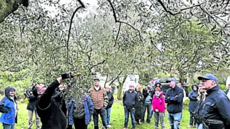 Promolive initie avec succès à la taille de l'olivier dans le Gard