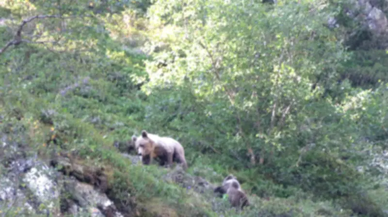 Pyrénées : 108 ours bruns recensés en 2025 mais la diversité génétique s'effrite