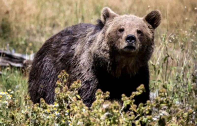 Pyrénées : la population d'ours croît mais la consanguinité menace son avenir