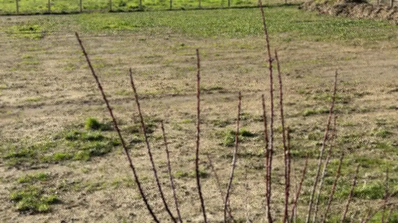 Pézenas : la justice autorise l'urbanisation malgré 39 espèces protégées au nom du logement social