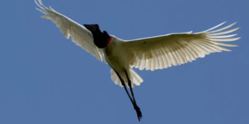 Quarante espèces migratrices, dont la loutre géante du Brésil, obtiennent une protection internationale