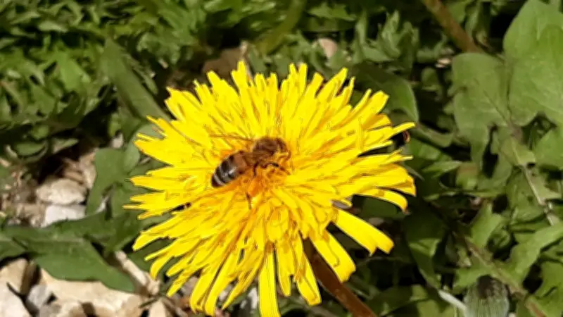 Quatrième édition du Printemps de la biodiversité dans la vallée de l'Homme