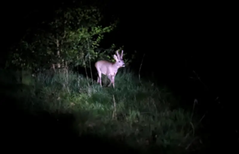 Recensement nocturne de la faune par les chasseurs de Garlin-Baliracq