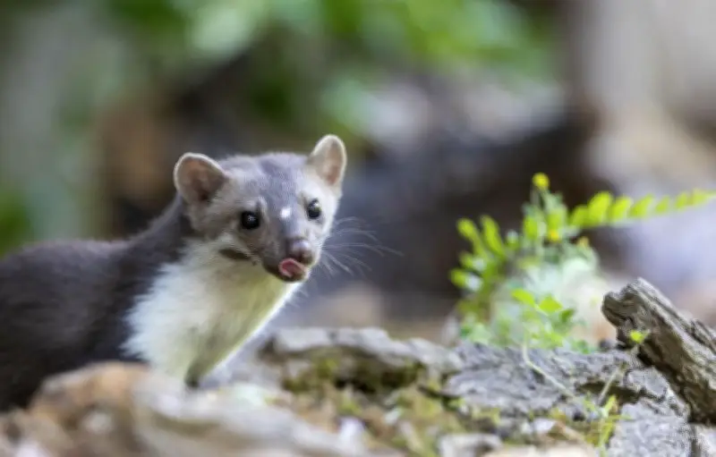Réguler les espèces nuisibles en France : une politique coûteuse et inefficace selon une étude