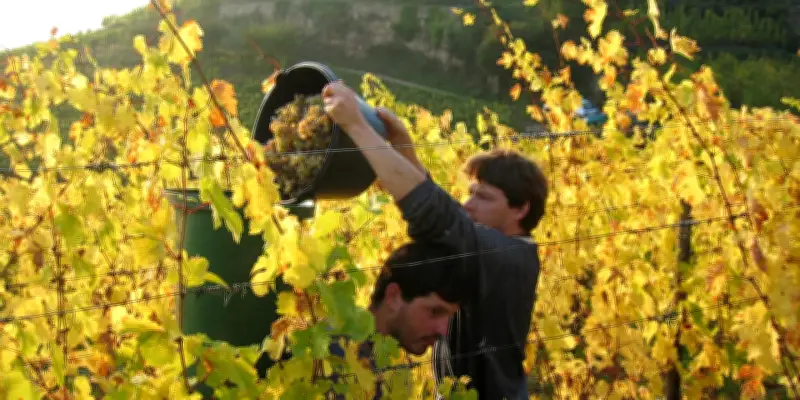 Ribeauvillé : La Cave Historique, Un Joyau Viticole Incontournable en Alsace