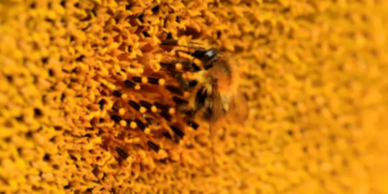 Robin Mugnier révèle l'exploitation des abeilles dans l'agriculture mondialisée