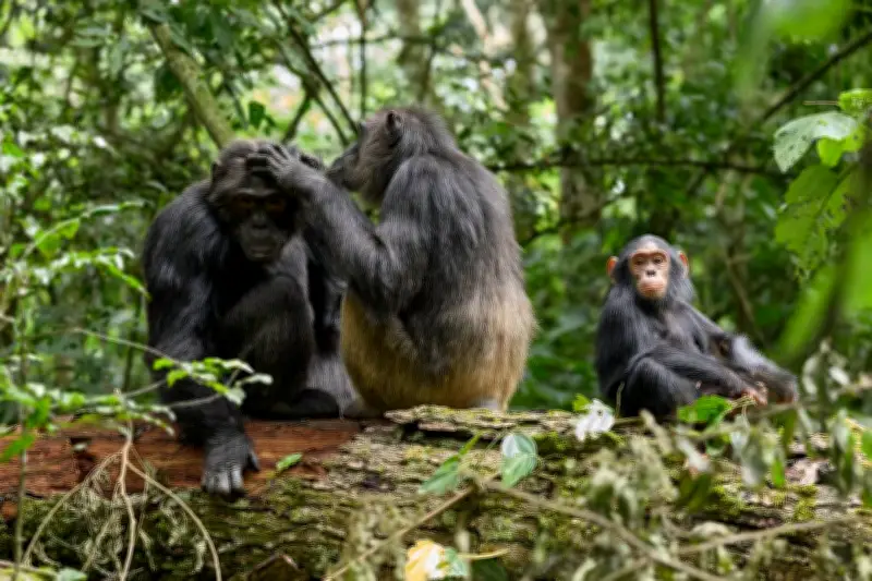 Sabrina Krief, primatologue : les singes ont une vie sociale complexe et des jeux symboliques